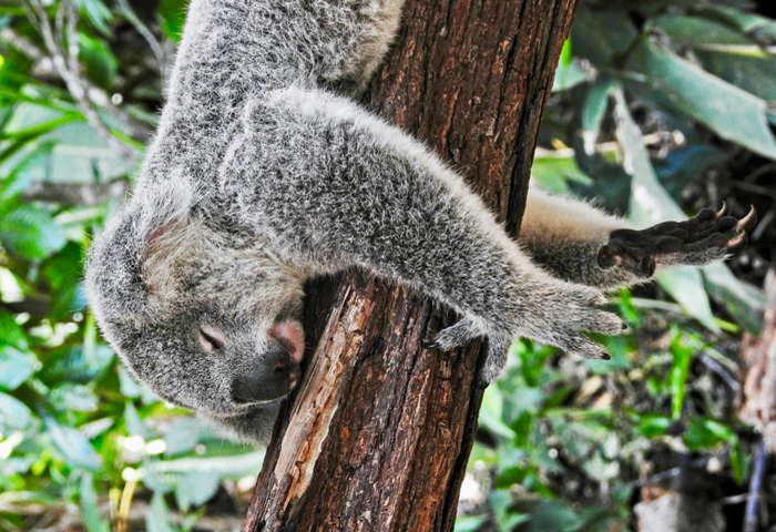 Koala bear sleeping on tree limb