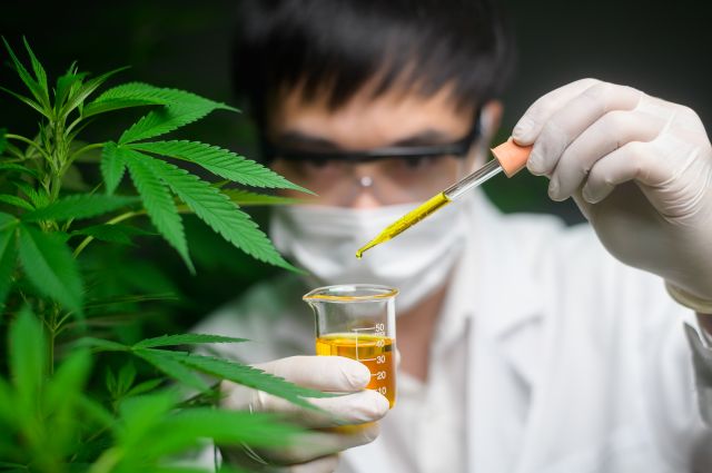 A scientist is checking and analyzing a cannabis experiment , holding beaker of cbd oil in a laboratory.
